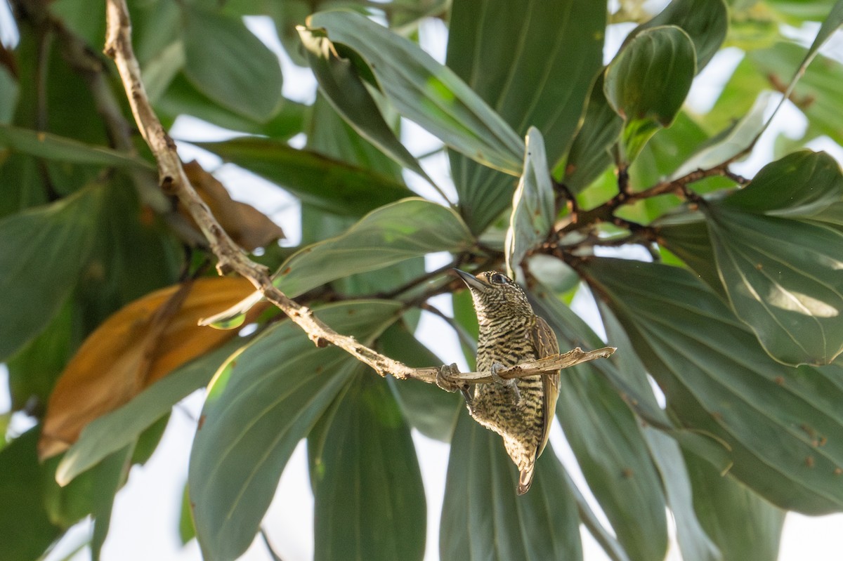 Golden-spangled Piculet - ML622574451