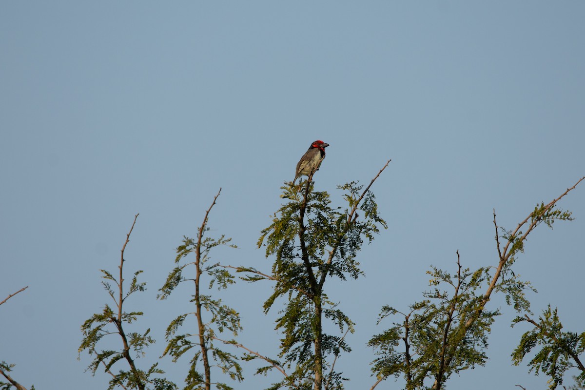 Black-collared Barbet - ML622574487