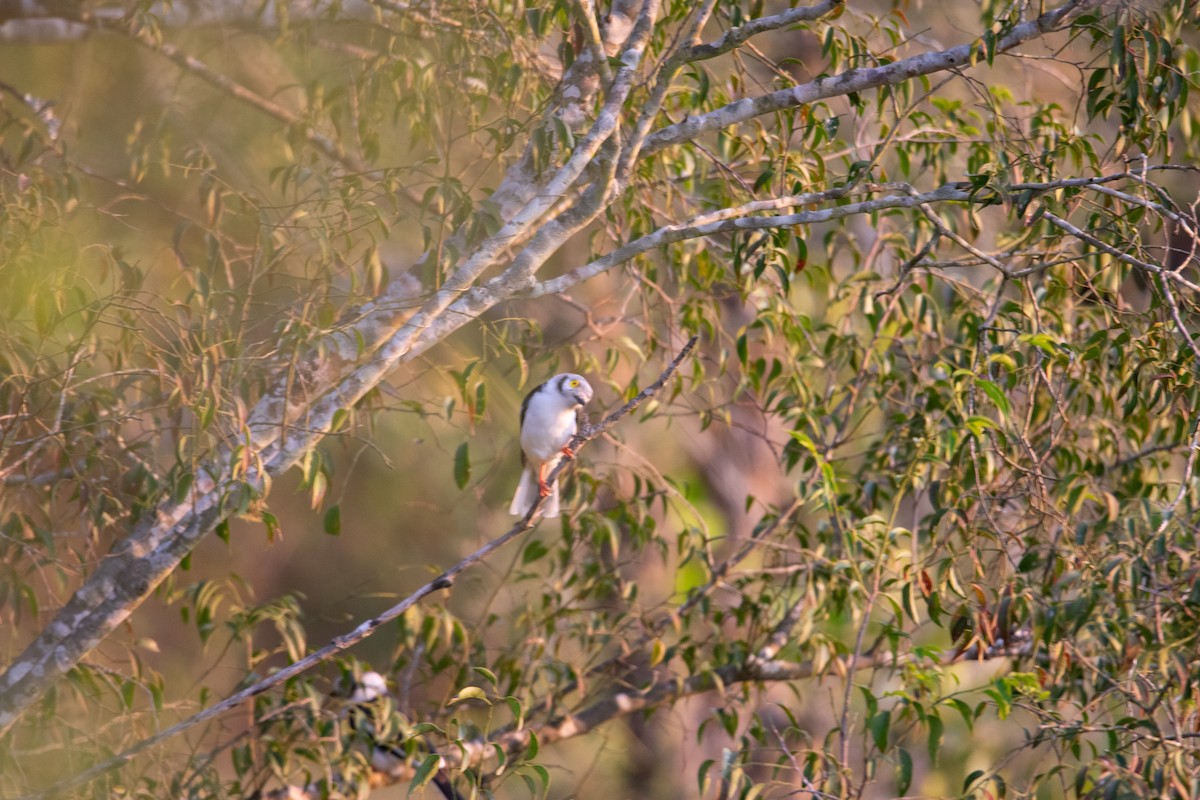 White Helmetshrike - ML622574495