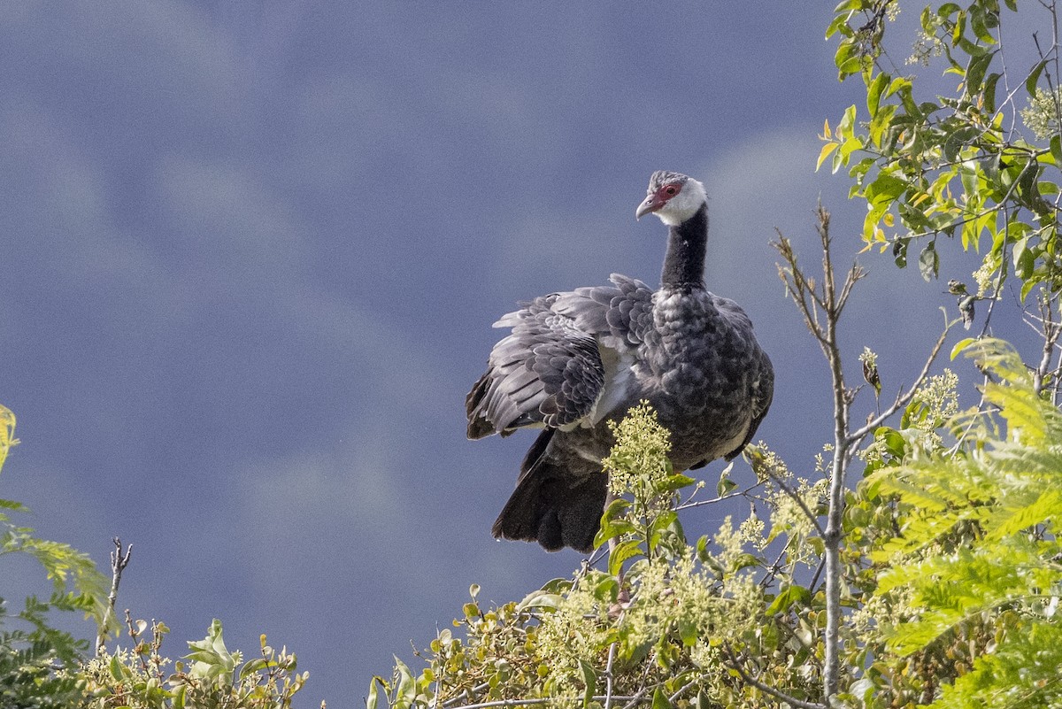 Northern Screamer - ML622574500