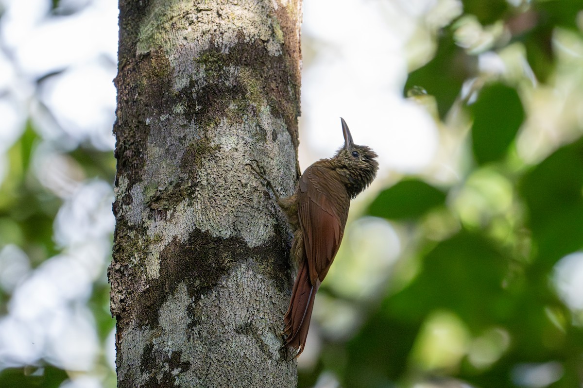 Amazonian Barred-Woodcreeper - ML622574606