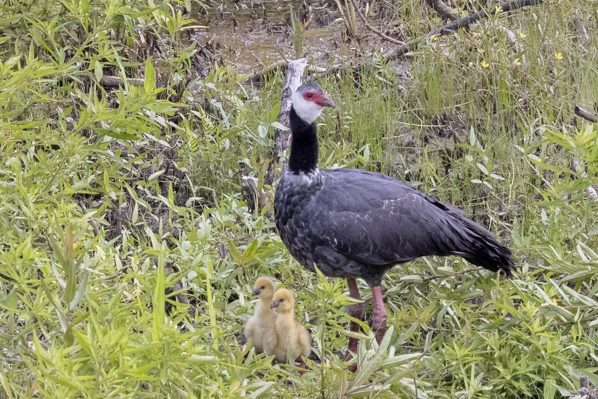 Northern Screamer - ML622574650