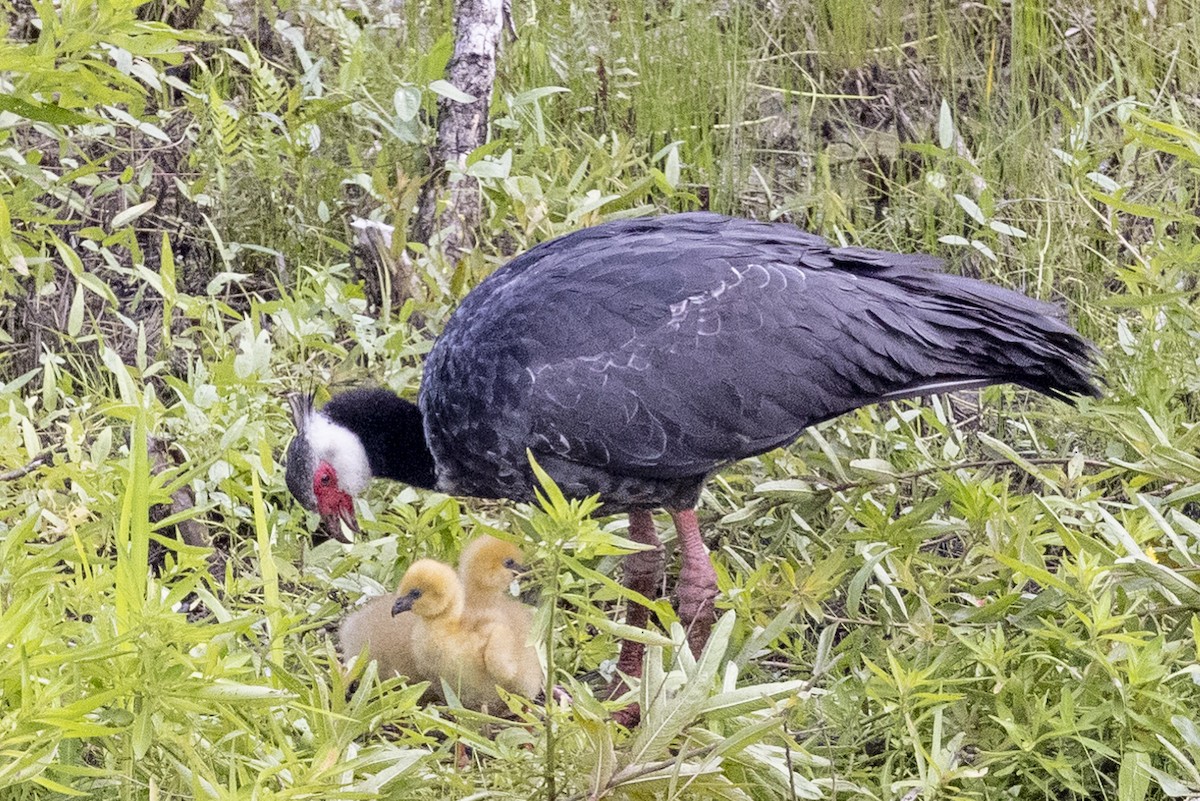 Northern Screamer - ML622574652