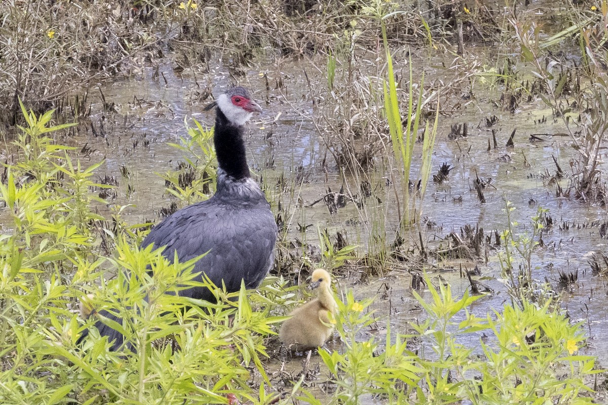 Northern Screamer - Jeanne Verhulst