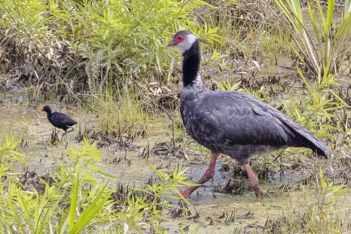 Northern Screamer - ML622574657