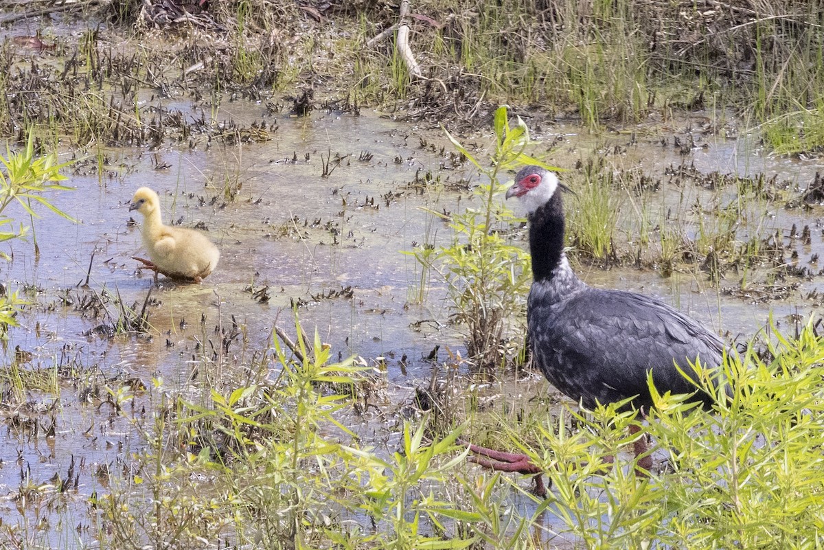 Northern Screamer - ML622574659