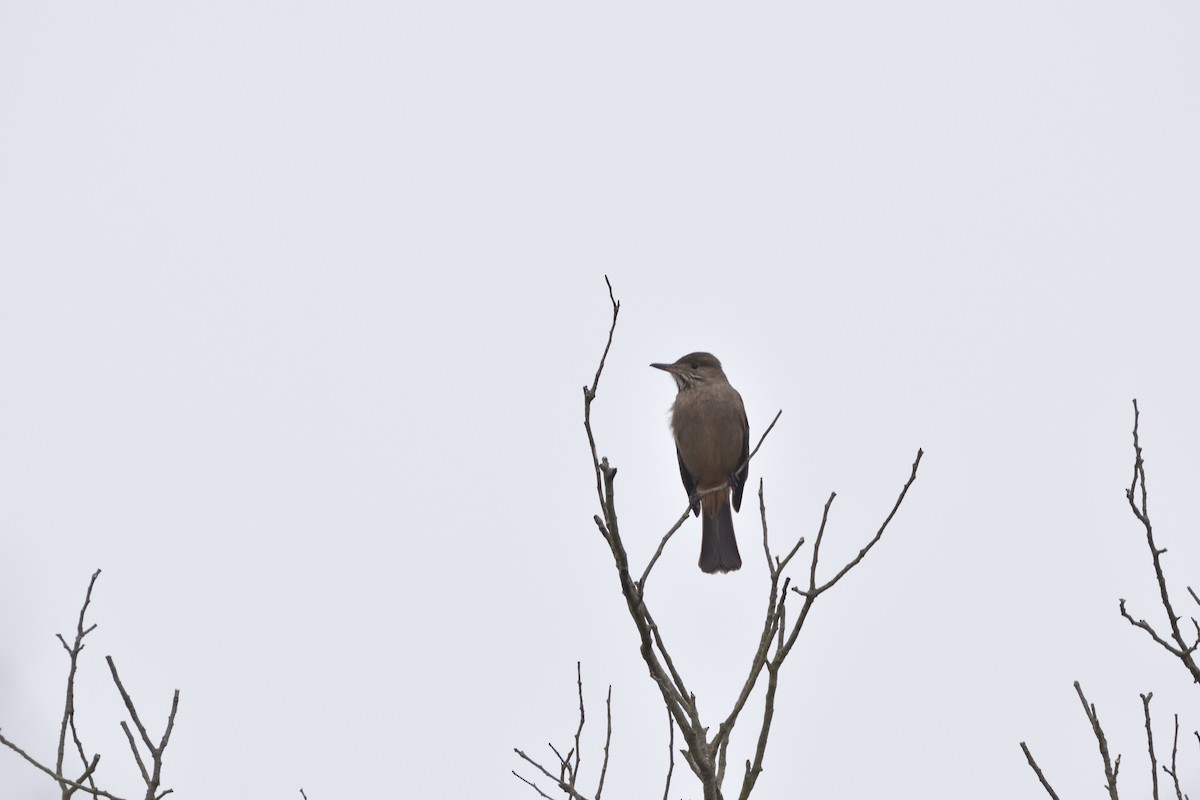 Great Shrike-Tyrant - ML622574689