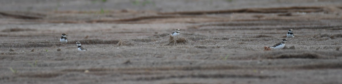 Little Ringed Plover - ML622574974