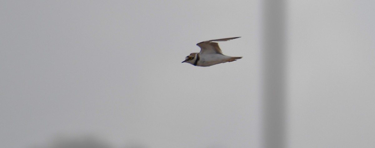 Little Ringed Plover - ML622574975