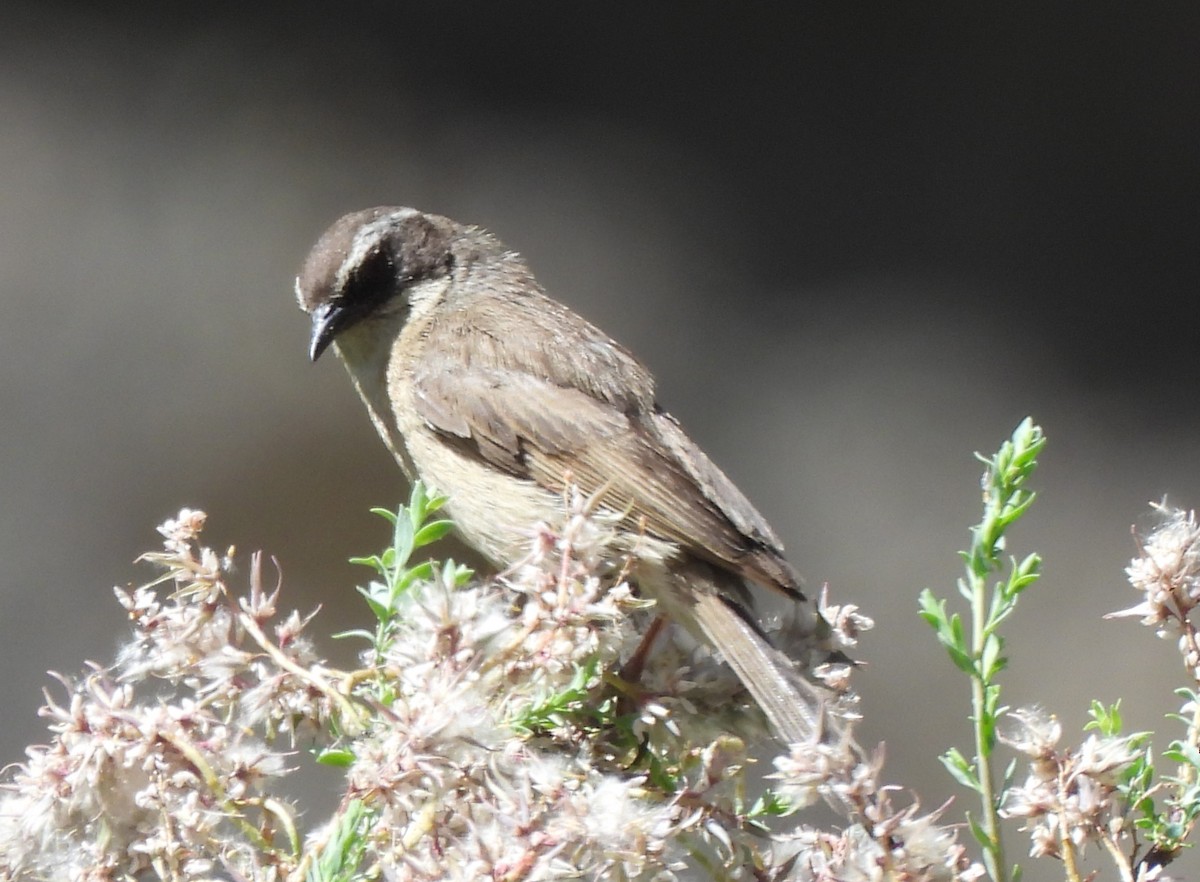 Brown Accentor - ML622574982