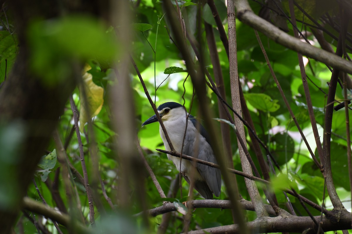 Black-crowned Night Heron - Rogier Niessen