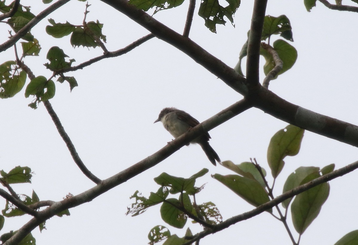 Whistling Cisticola - ML622575253