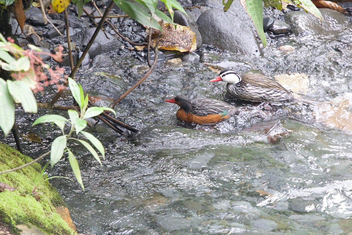 Torrent Duck - Don Lima