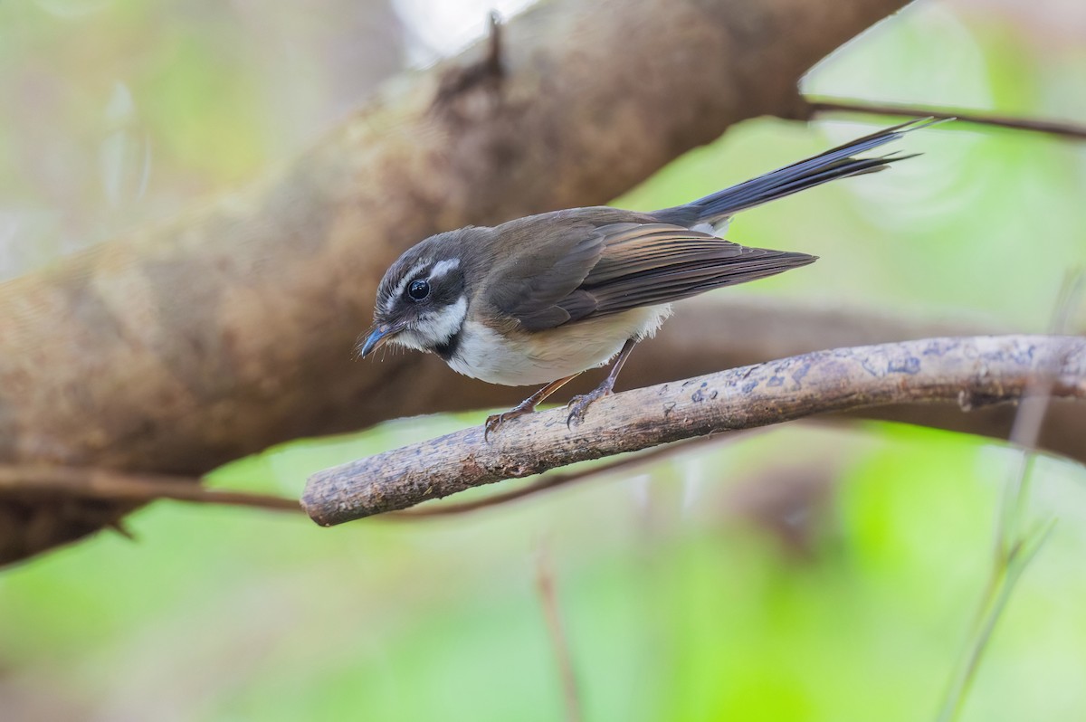 Kadavu Fantail - ML622575356