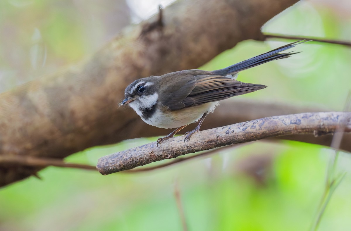 Kadavu Fantail - ML622575359