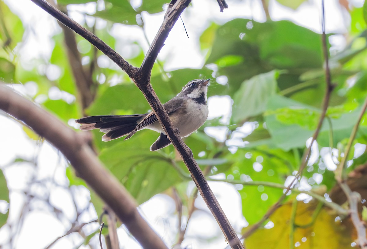 Kadavu Fantail - ML622575369