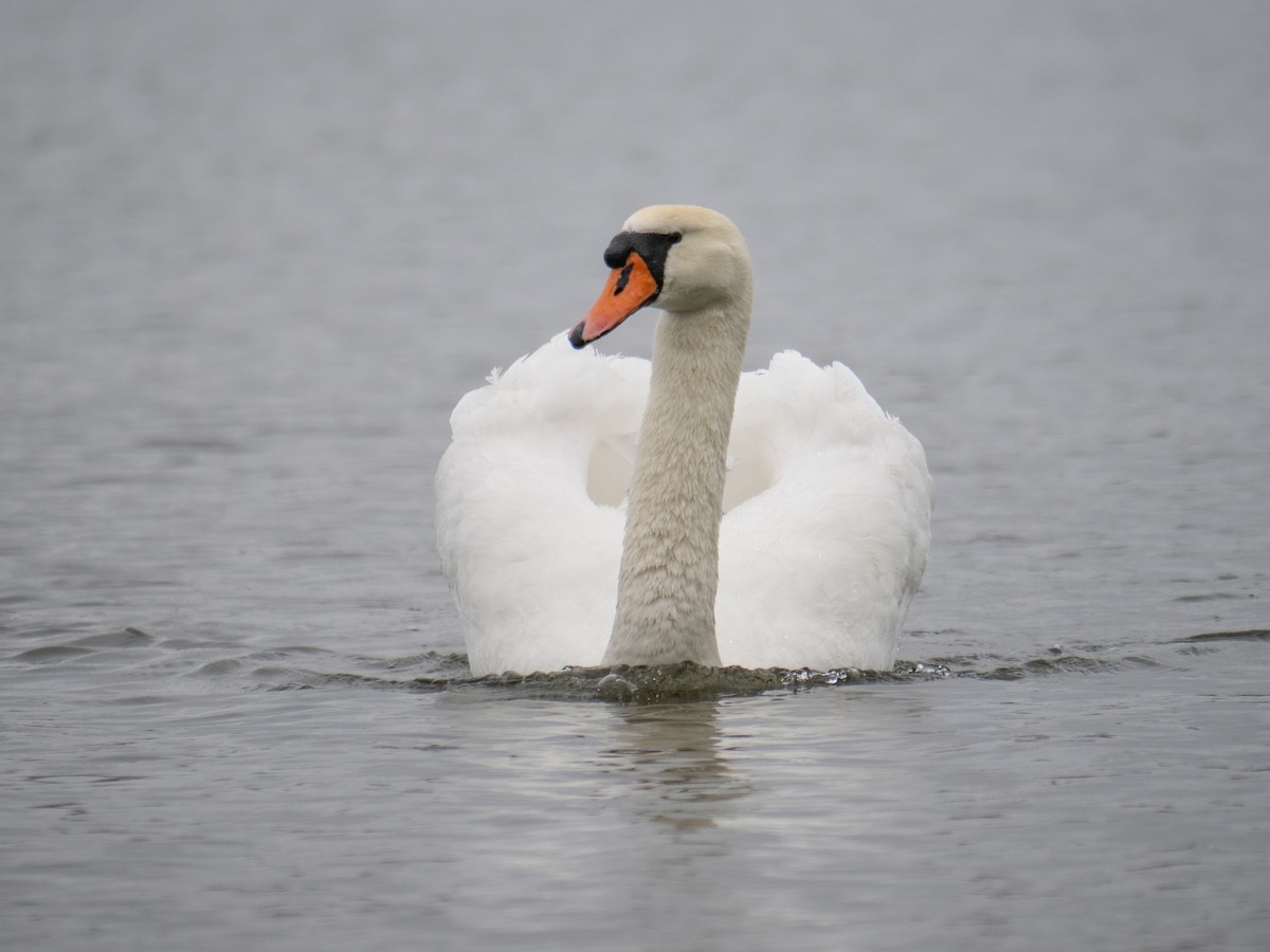 Mute Swan - ML622575467