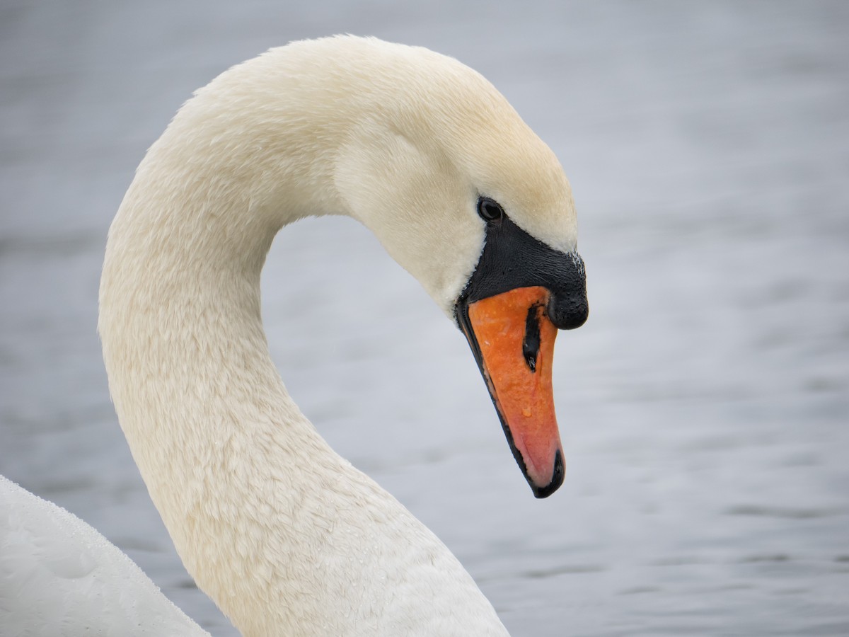 Mute Swan - ML622575468