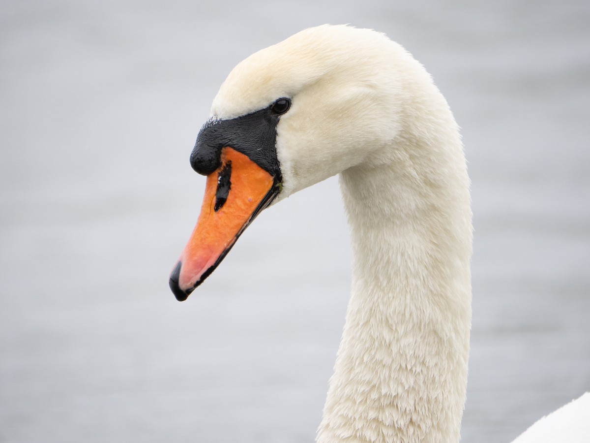 Mute Swan - ML622575469