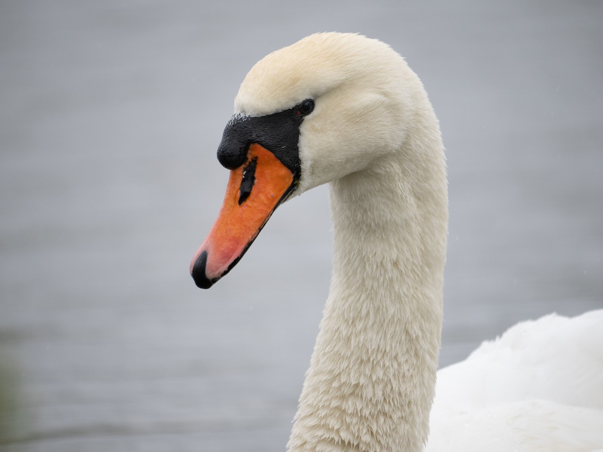 Mute Swan - ML622575470