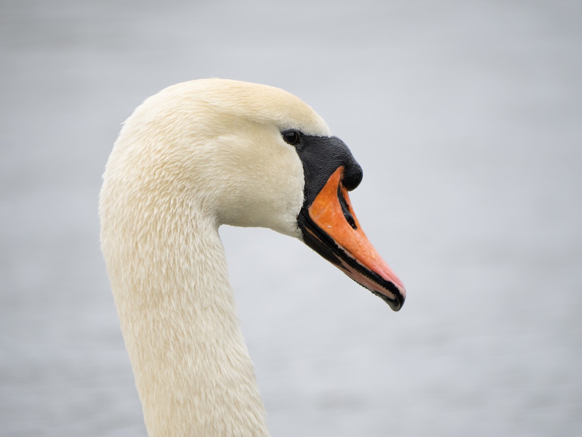 Mute Swan - ML622575471