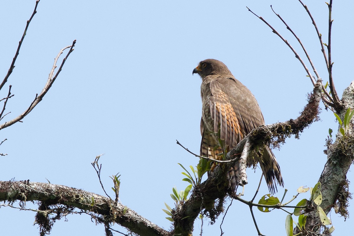 Roadside Hawk - ML622575489