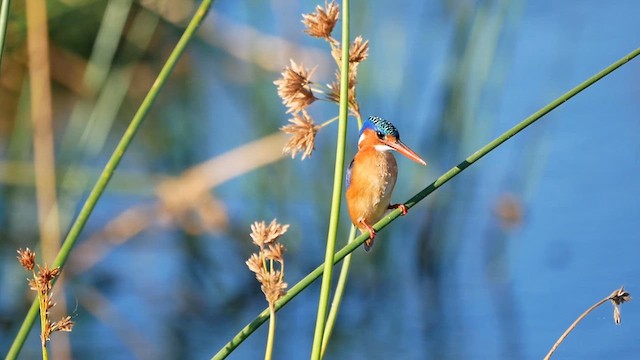 Malachite Kingfisher - ML622575504