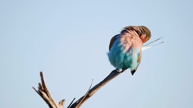 Lilac-breasted Roller - ML622575557