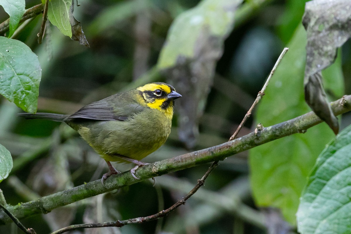 Yellow-striped Brushfinch - ML622575559