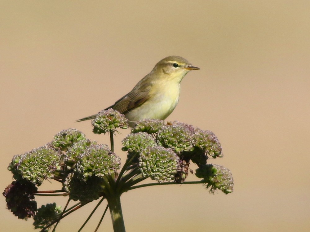 Willow Warbler - ML622575580