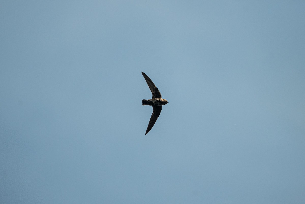 Black Swift - ML622575582