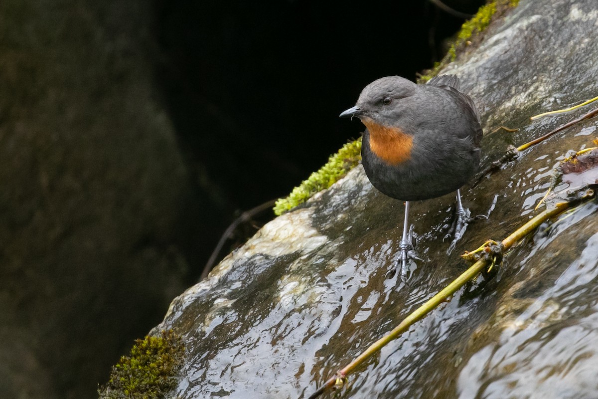 Rufous-throated Dipper - ML622575596