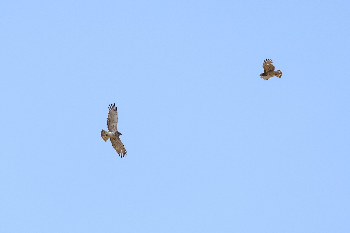 Short-toed Snake-Eagle - Ged Tranter