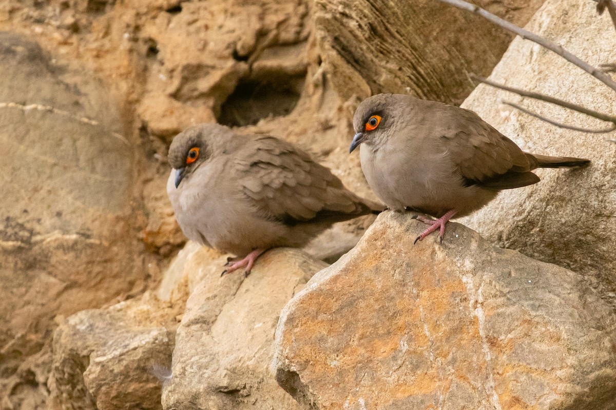 Bare-eyed Ground Dove - ML622575621