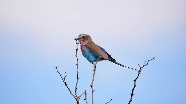 Lilac-breasted Roller - ML622575629