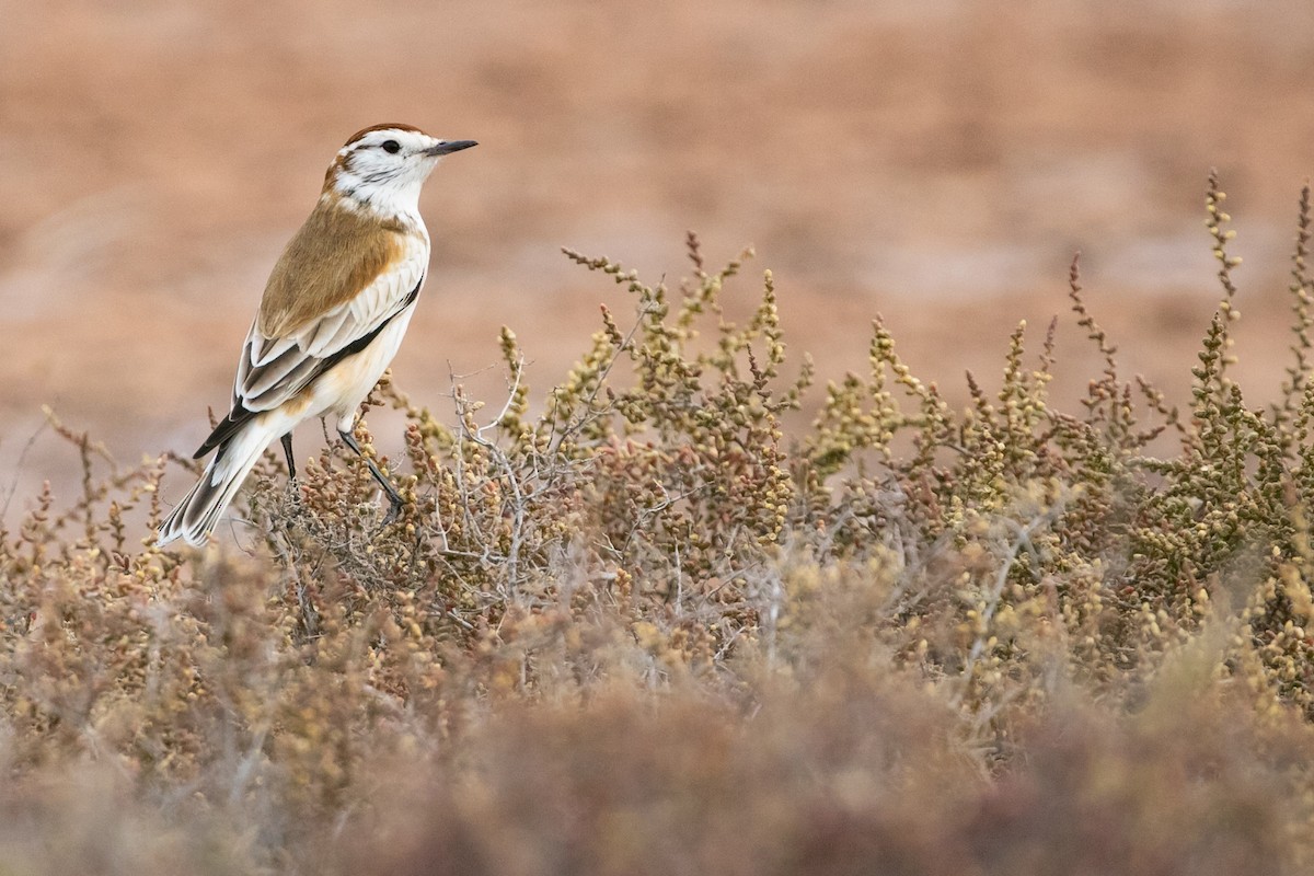 Salinas Monjita - ML622575723