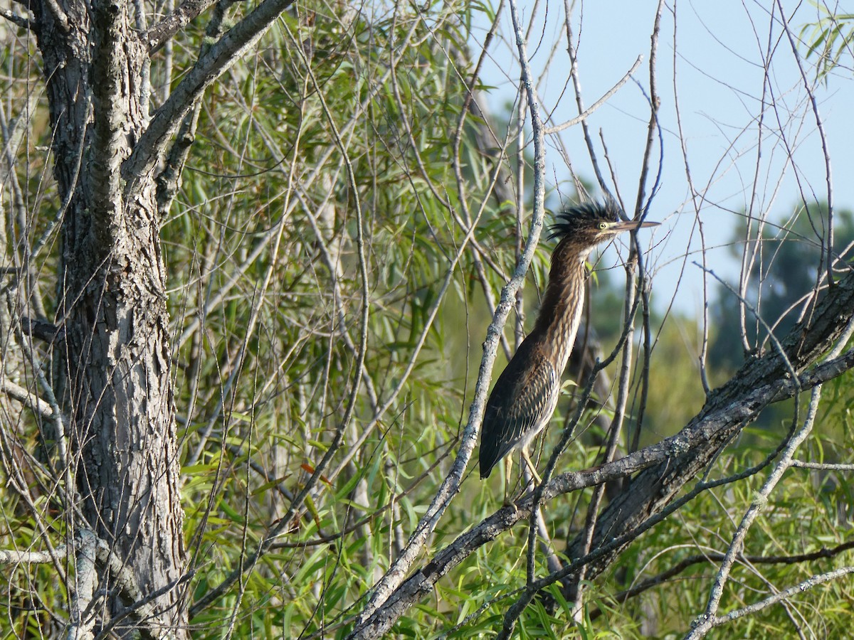 Green Heron - ML622575784