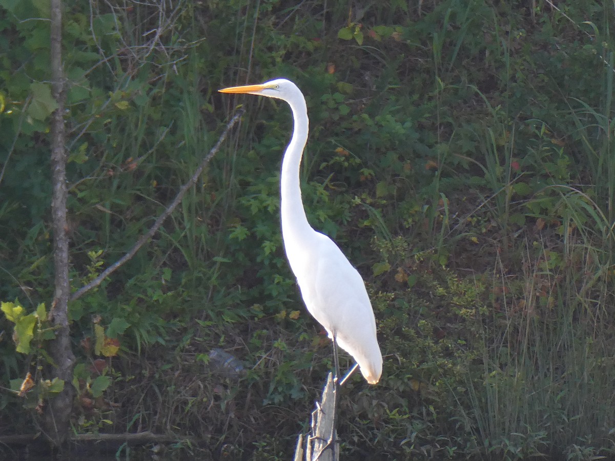 Great Egret - ML622575786