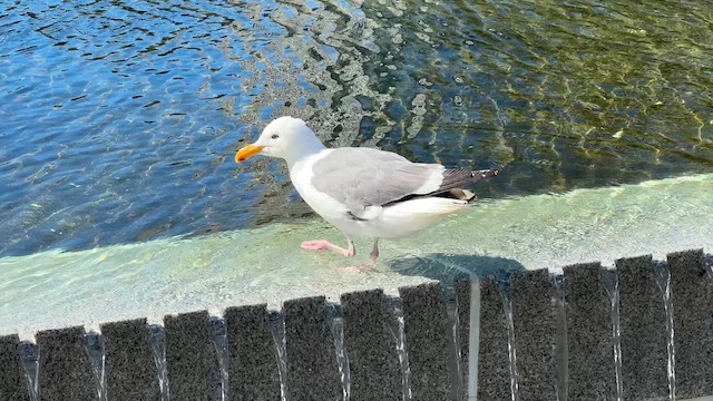 Western Gull - ML622575820