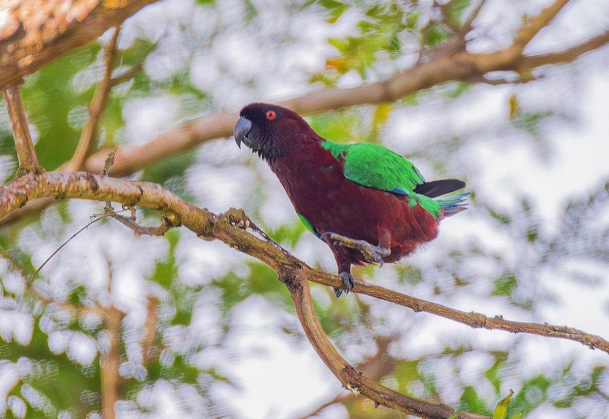 Red Shining-Parrot - ML622575863