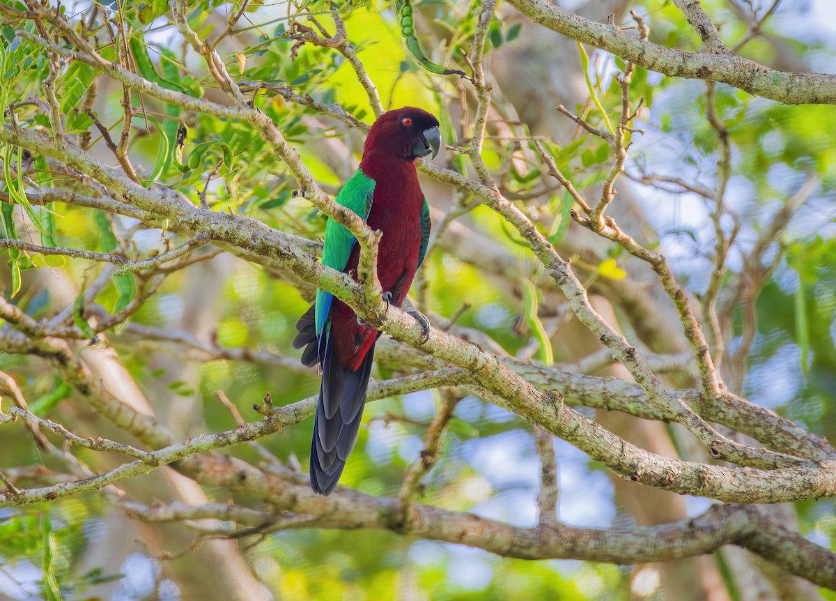 Red Shining-Parrot - Koel Ko