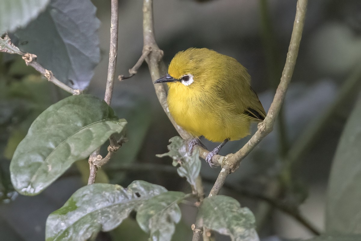 Northern Yellow White-eye - ML622575895