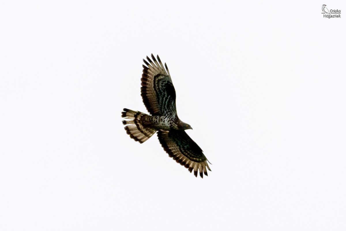 European Honey-buzzard - ML622575963