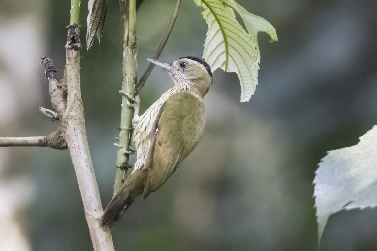Elliot's Woodpecker - ML622576032
