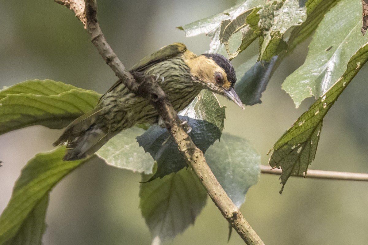 Elliot's Woodpecker - ML622576033