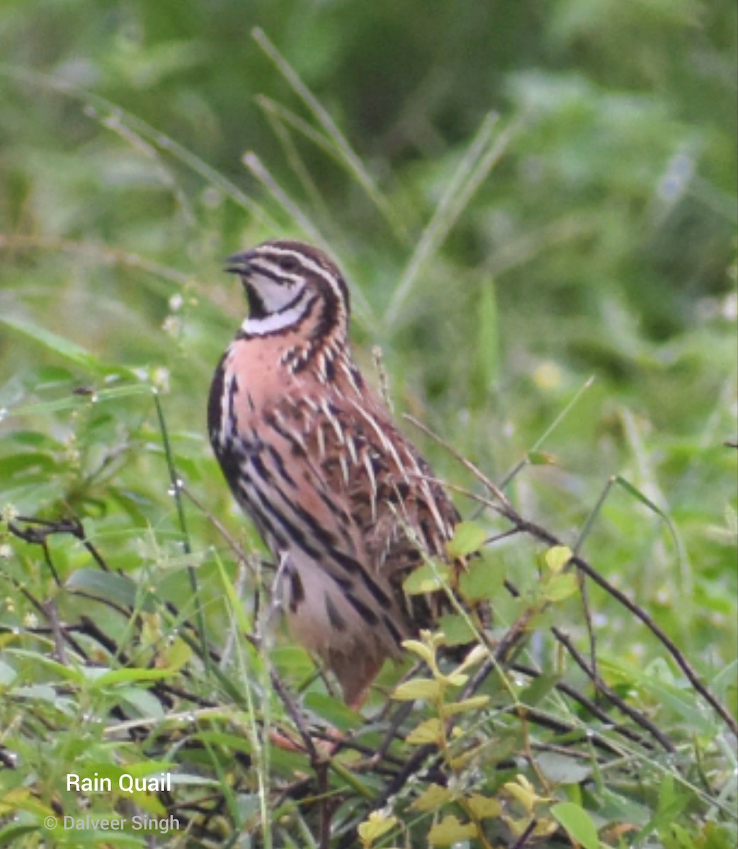 Rain Quail - ML622576043