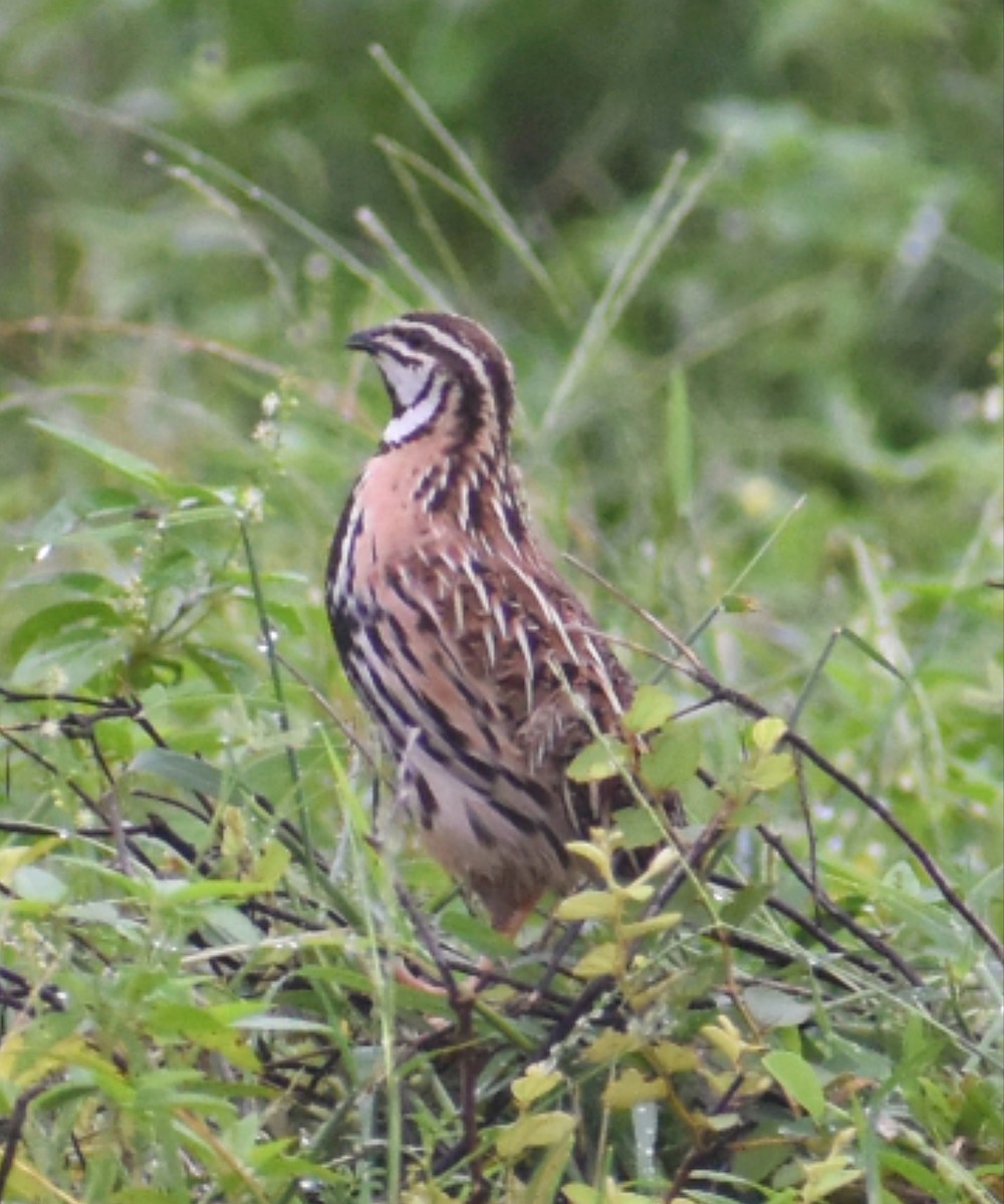 Rain Quail - ML622576051