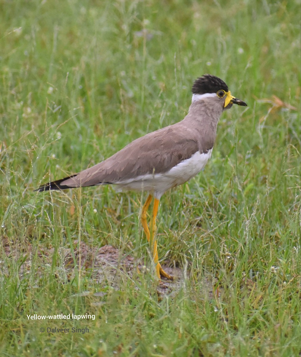 Yellow-wattled Lapwing - ML622576055