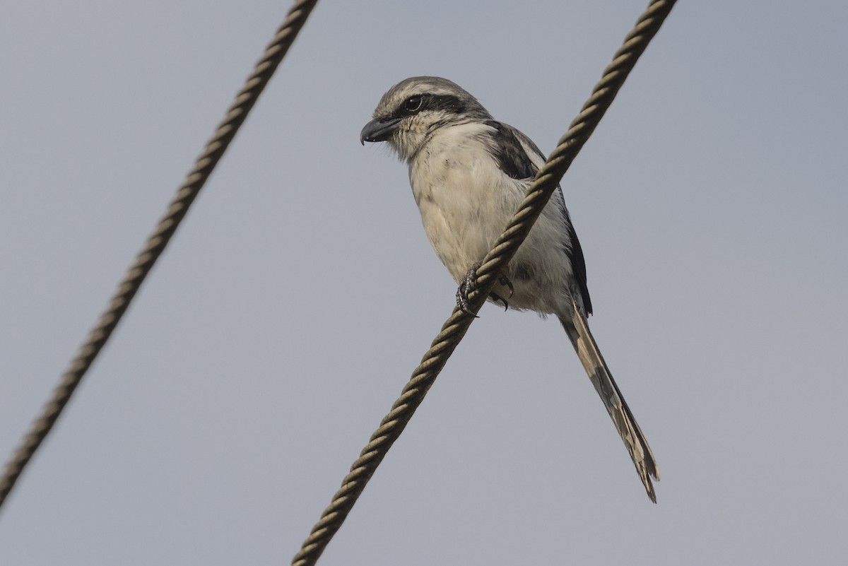 Mackinnon's Shrike - Robert Lockett