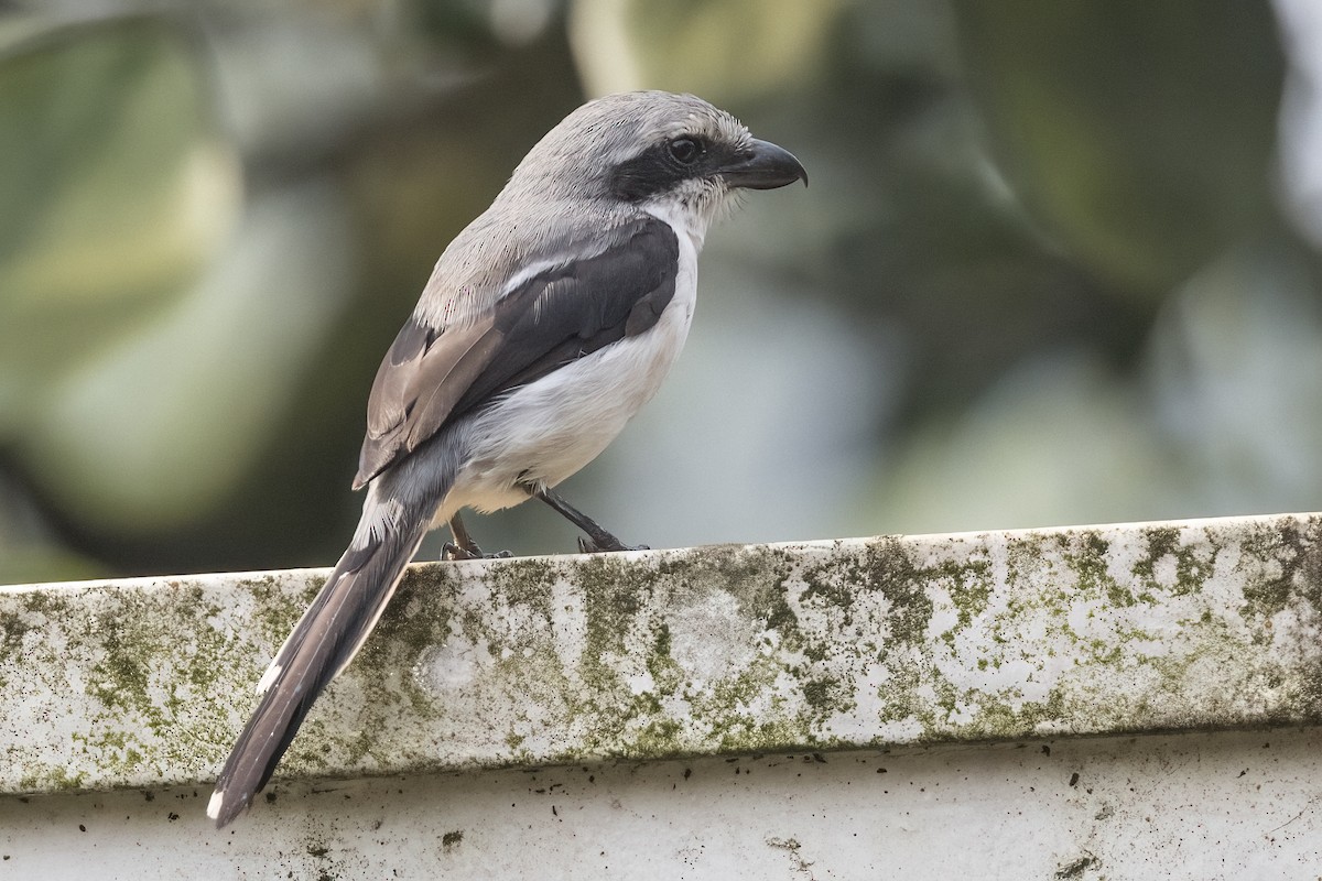 Mackinnon's Shrike - ML622576074